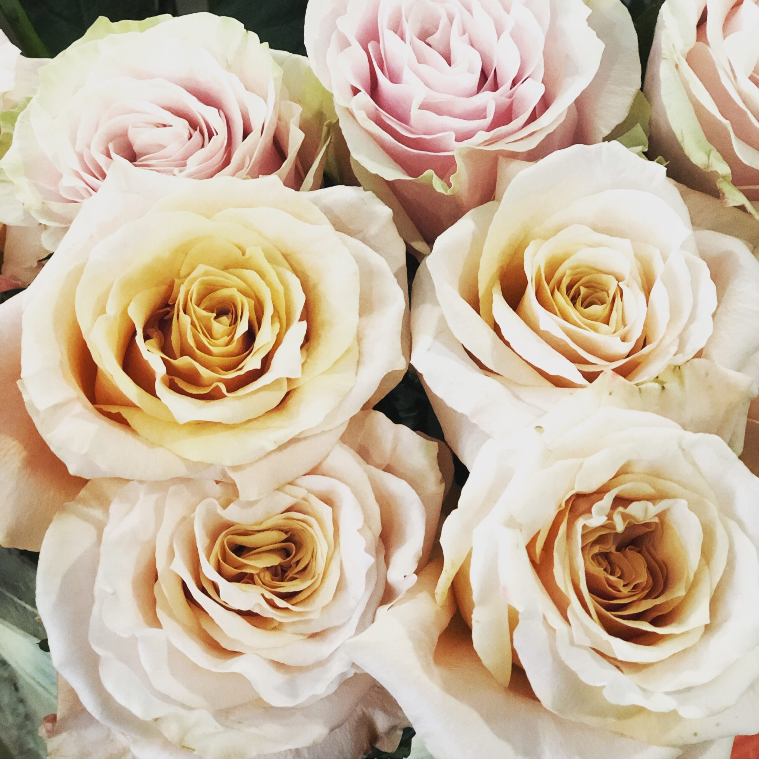 Weekly Surprise Roses